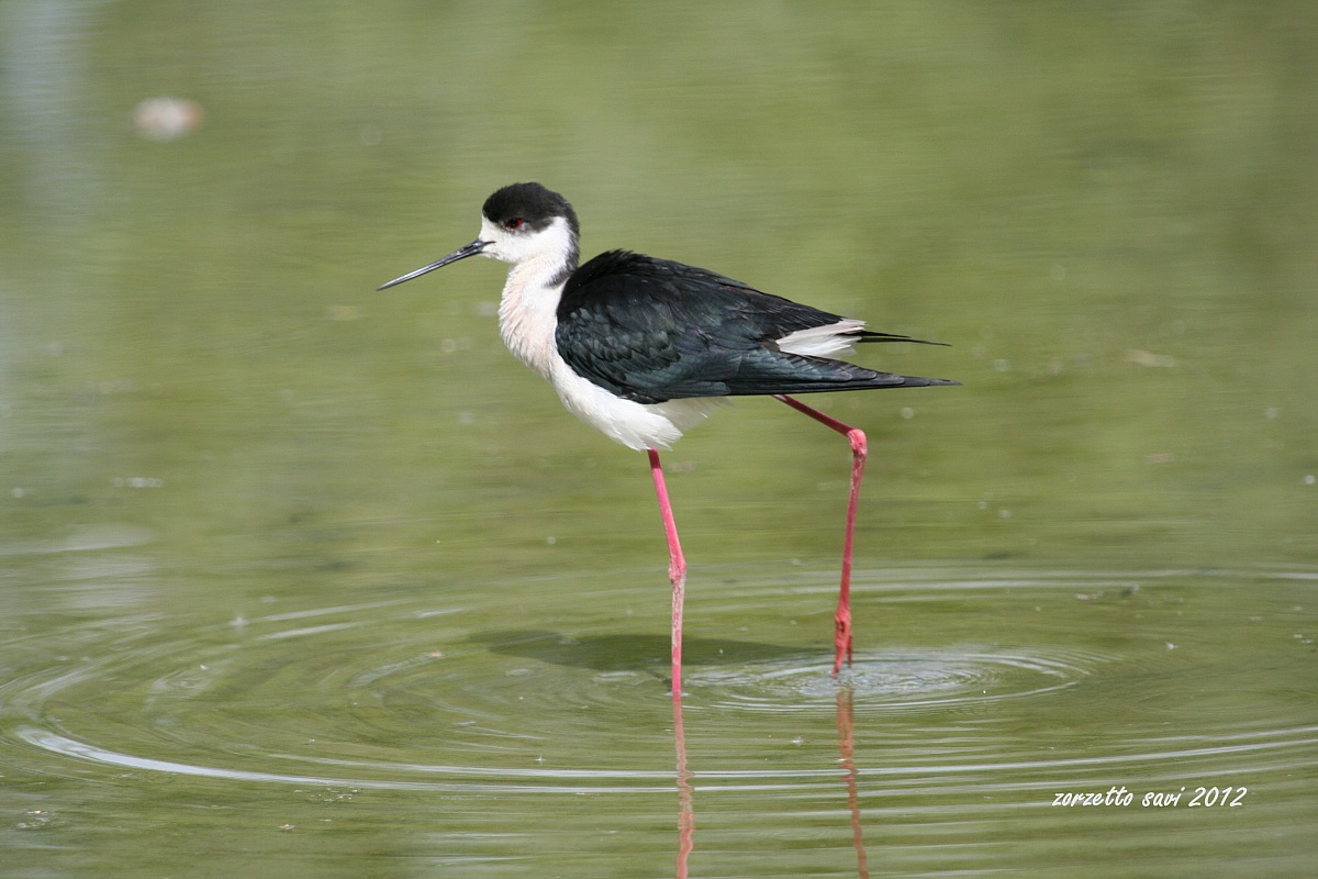 Oasi Lipu di Racconigi