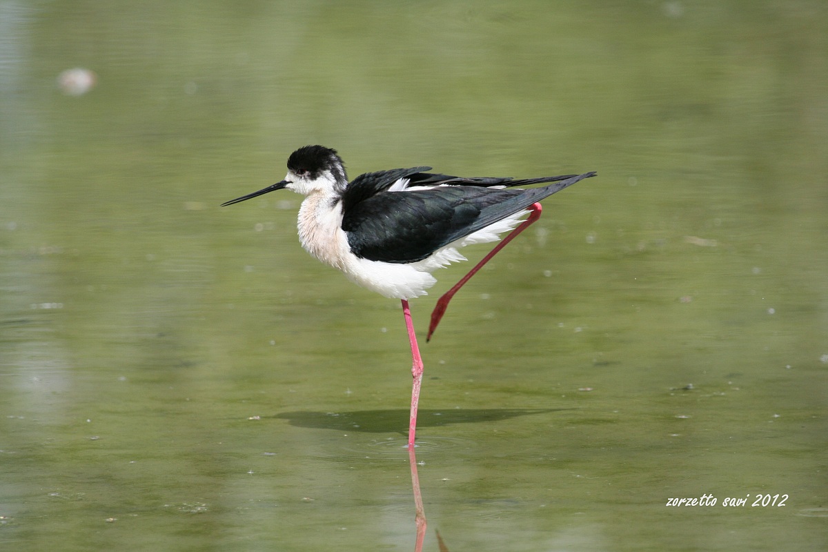 Oasi Lipu di Racconigi