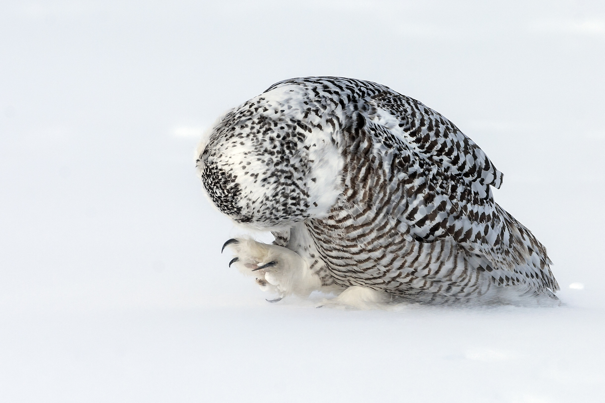 Claw tempo di pulizia