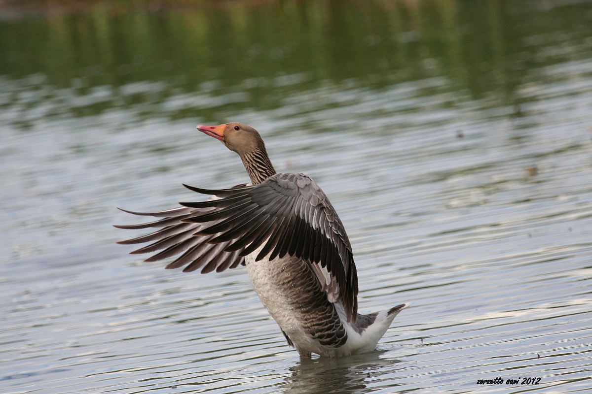 oca selvatica Oasi Lipu di Racconigi