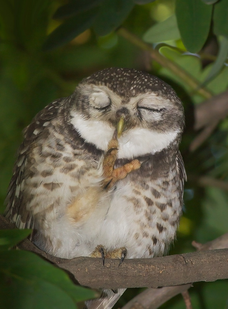 Silence please!! Let me sleep. Spotted Owlet.