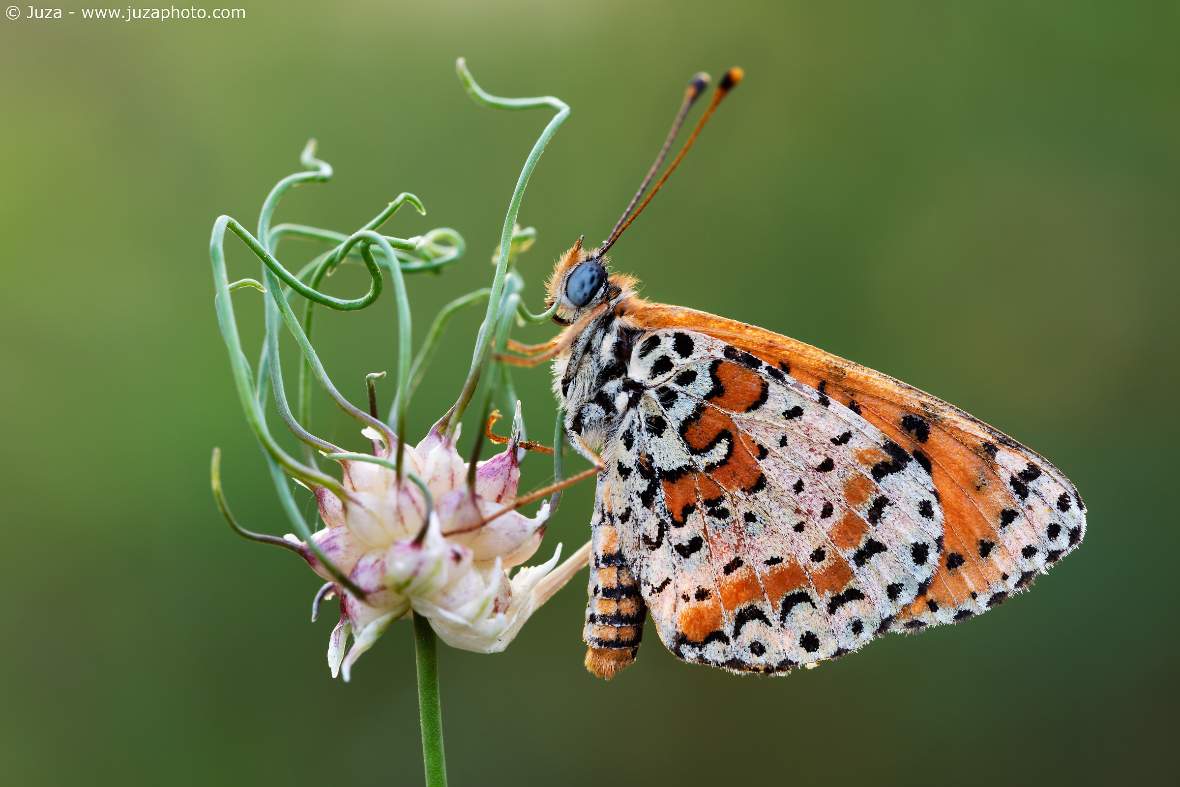 Melitaea didyma - Canon 5Ds sample, 50 megapixels