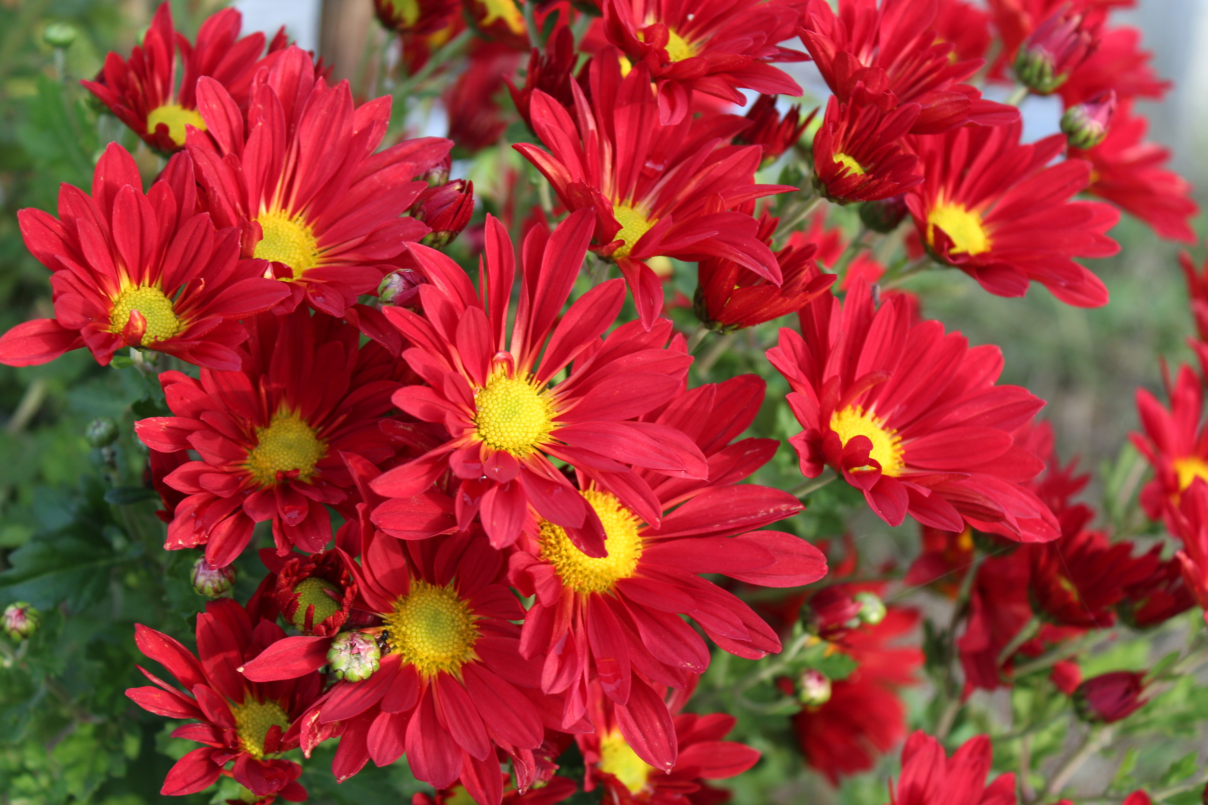 a beautiful red flower