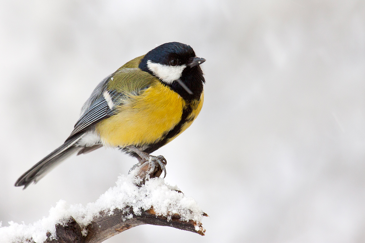 chickadee in snow