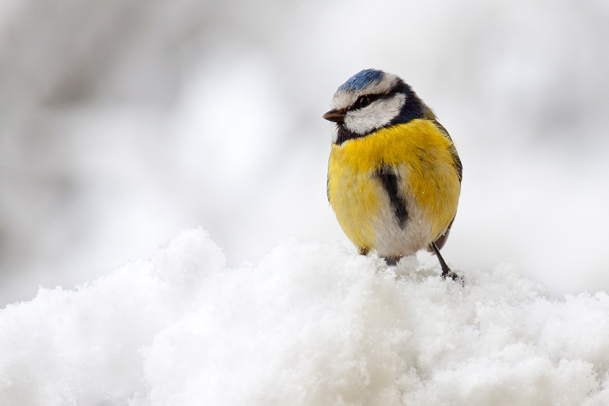 Blue Tit in the snow