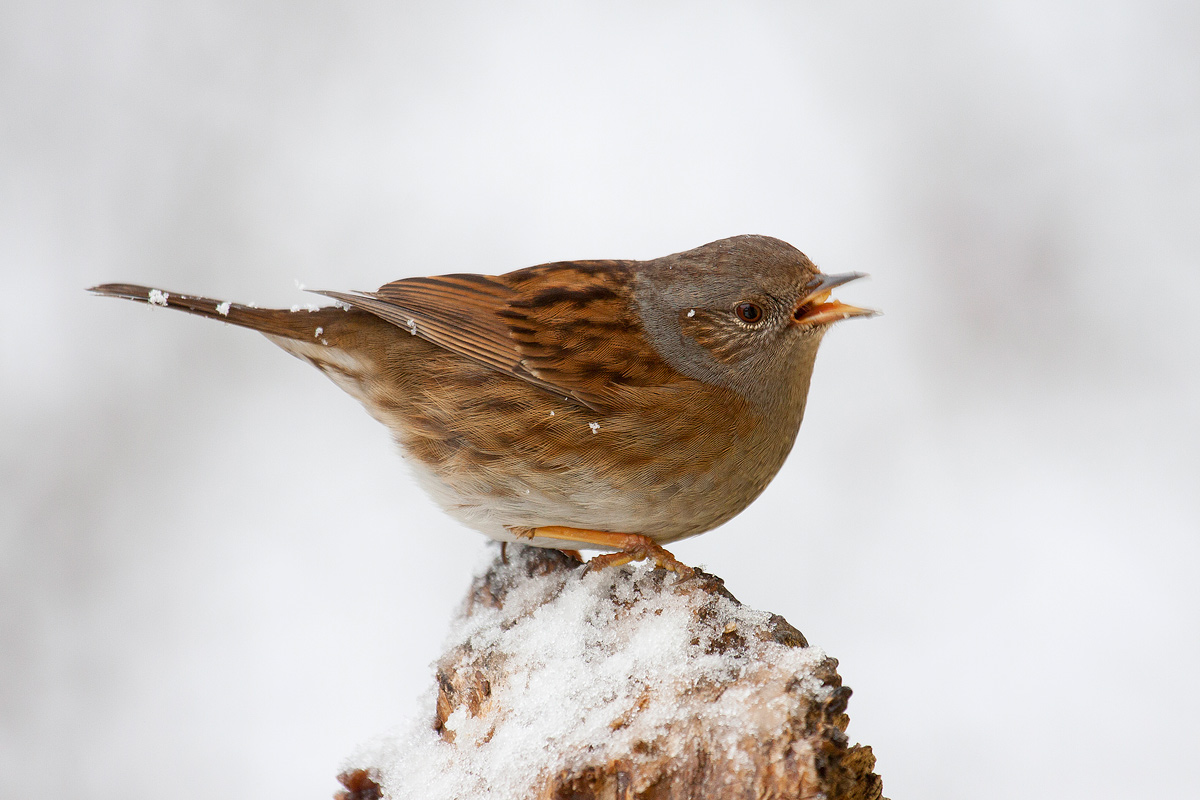 Dunnock in the snow