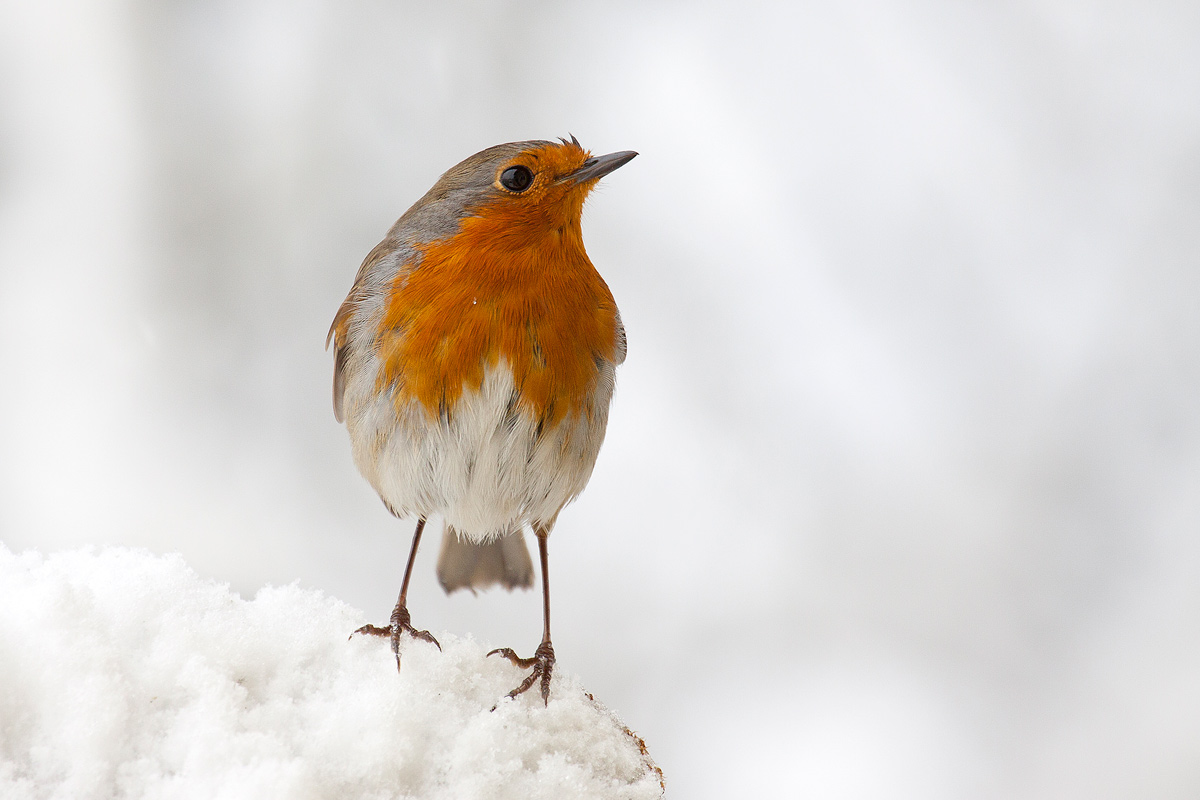 robin in the snow