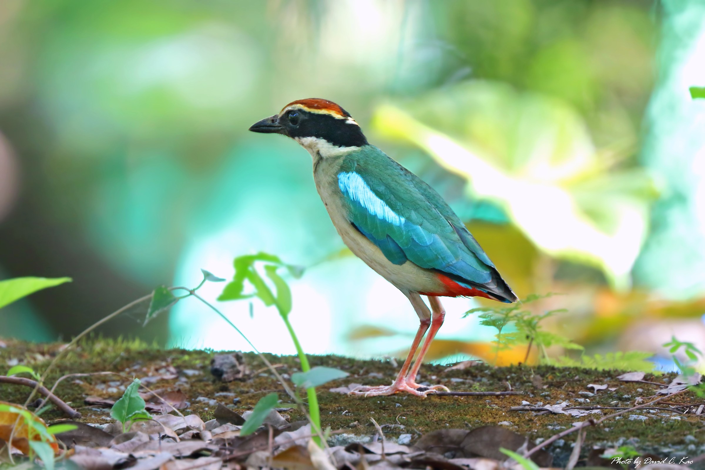 Pitta leggiadramente