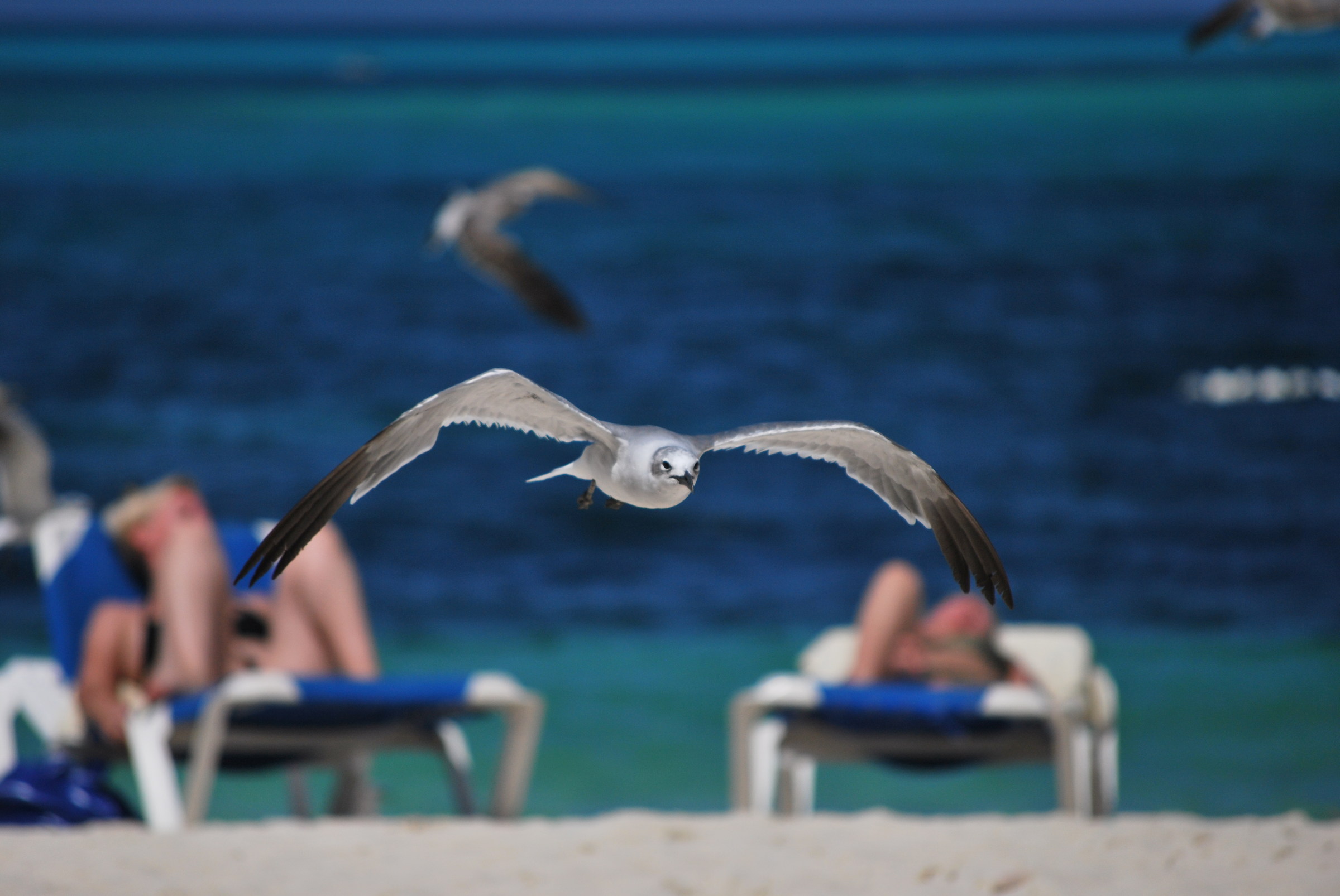 gabbiano in volo bahamas