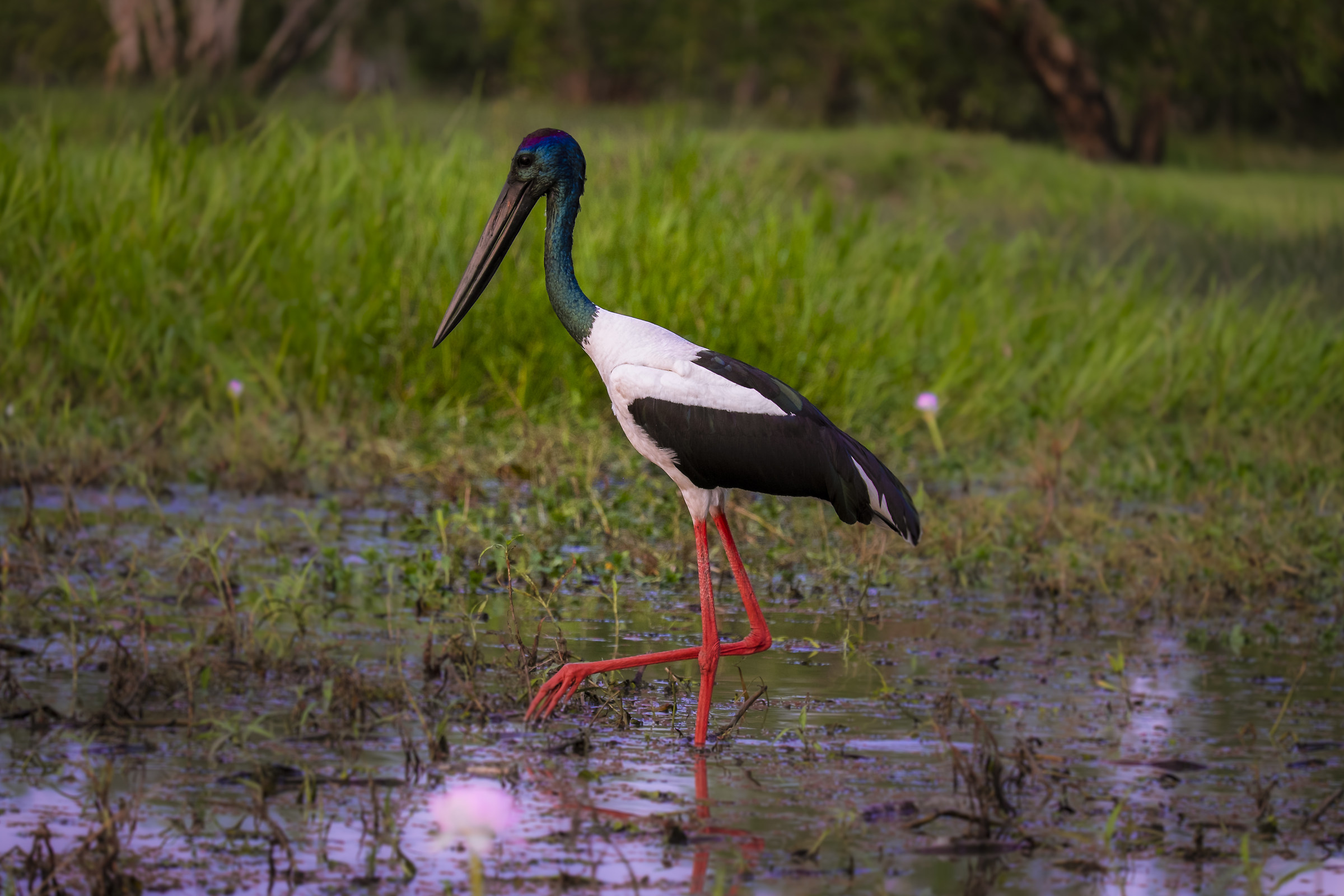 Ephippiorhynchus asiaticus