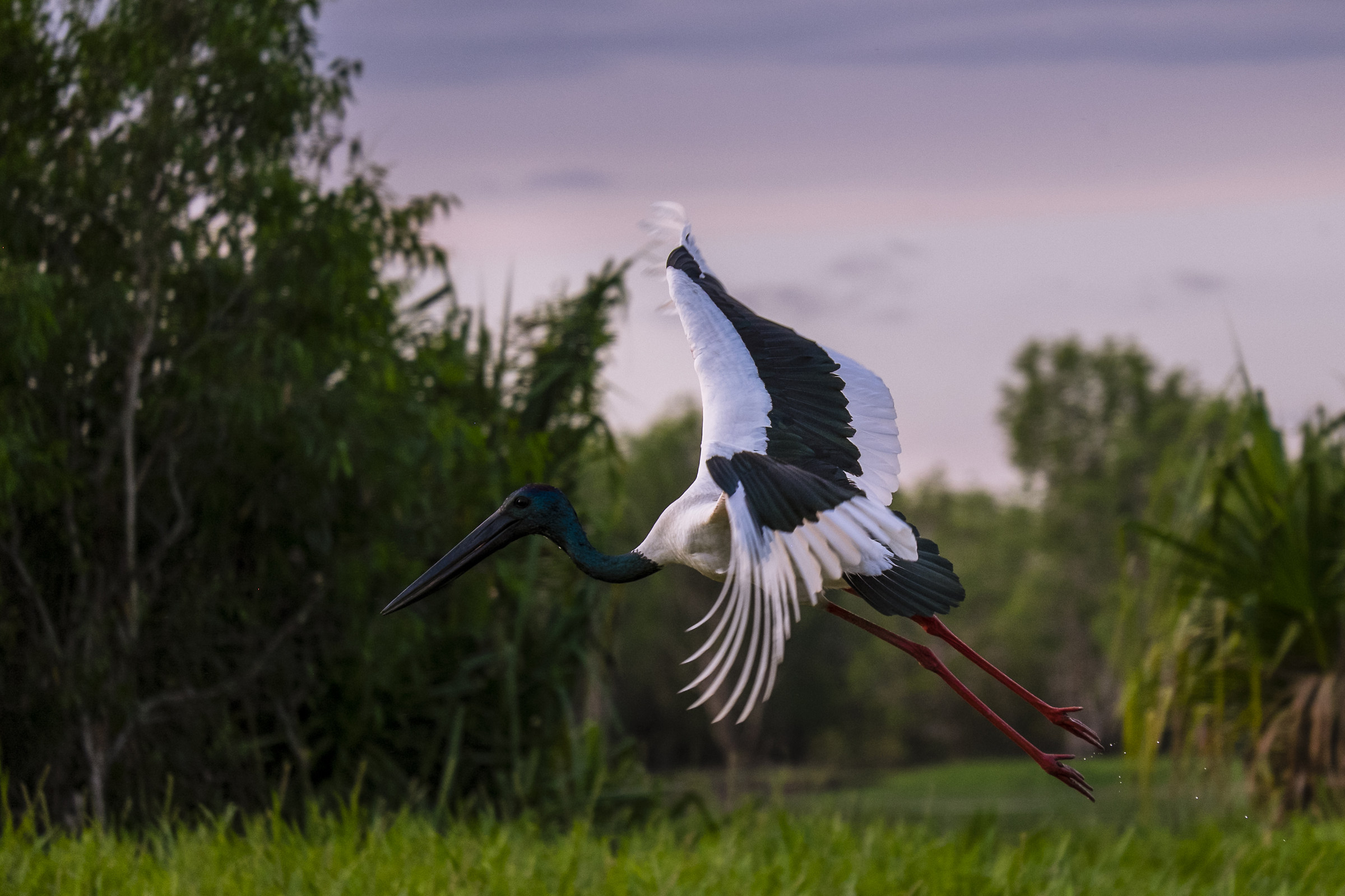 Ephippiorhynchus asiaticus 2