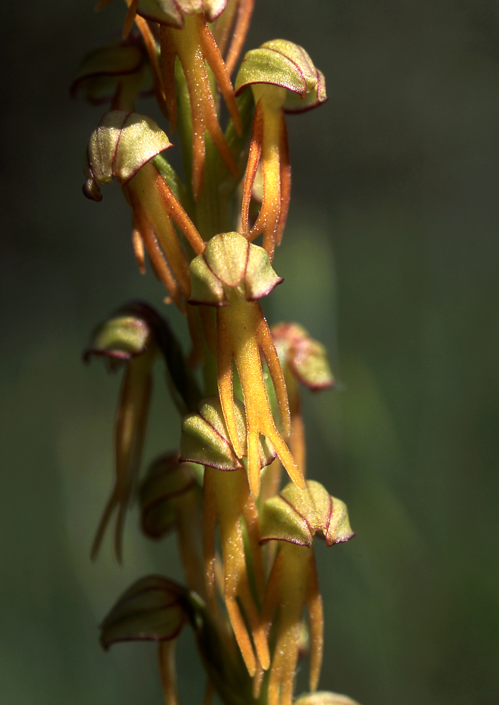 Aceras Arthropurpureum