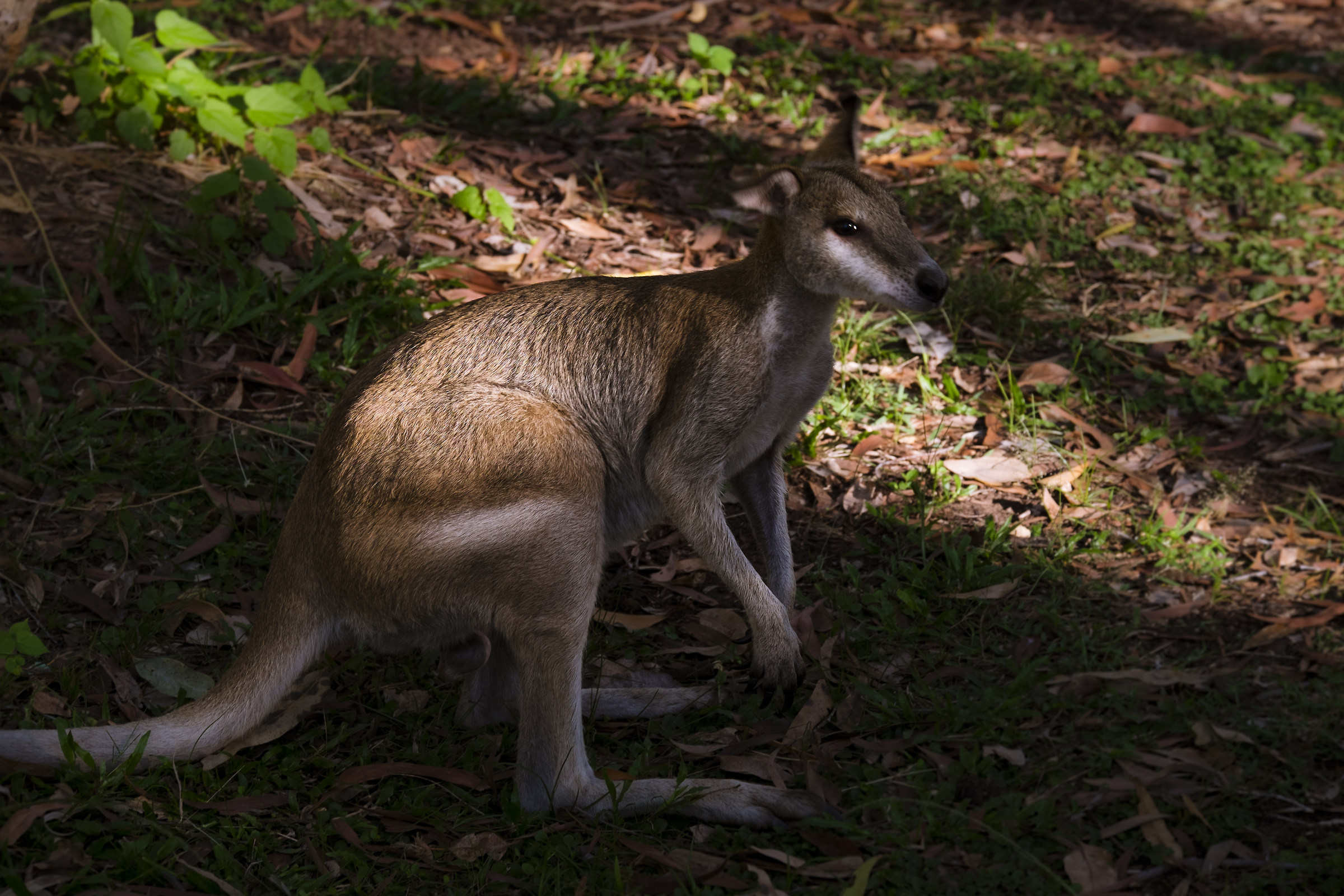 Wallaby