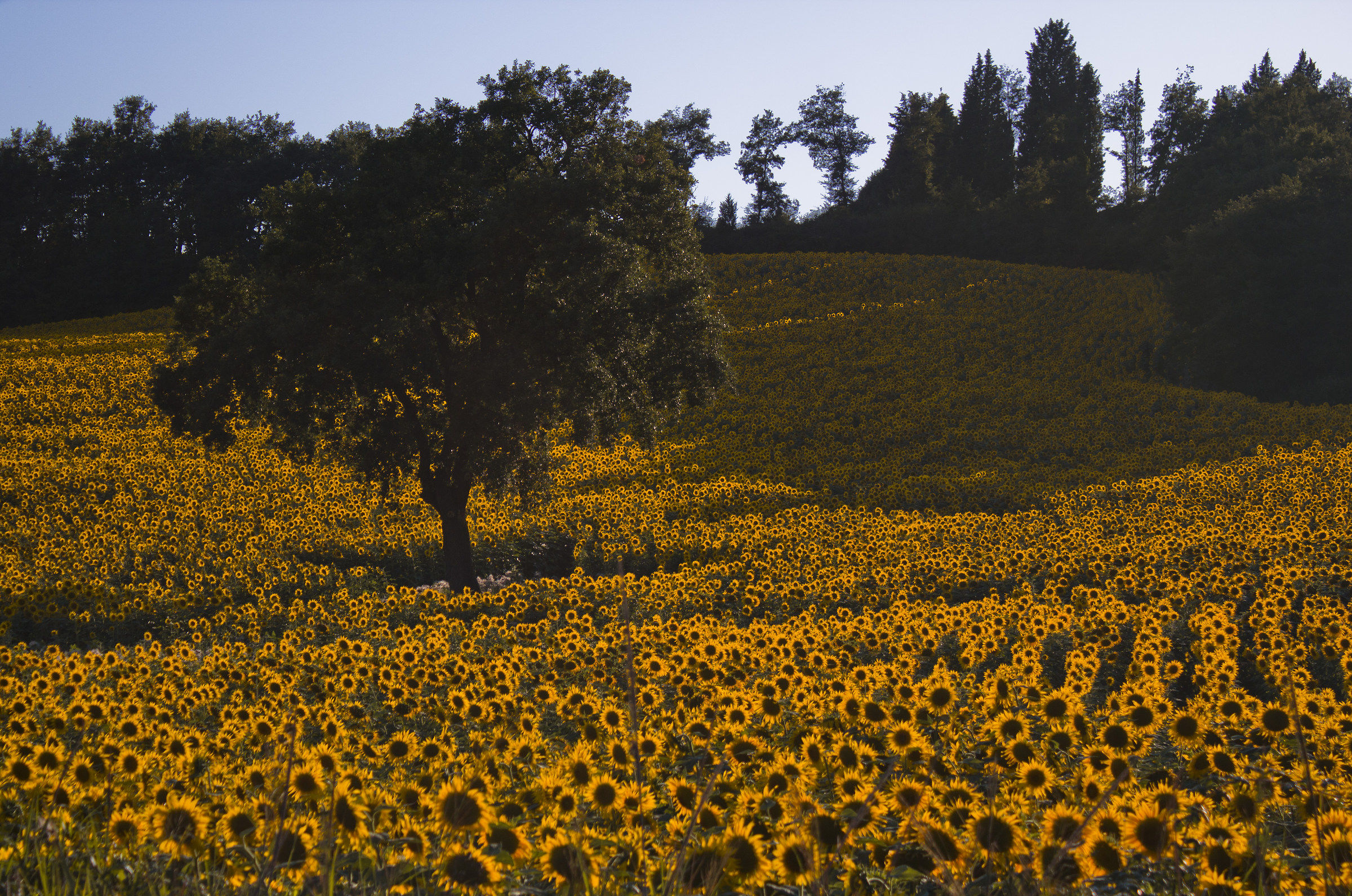 Sunflowers.