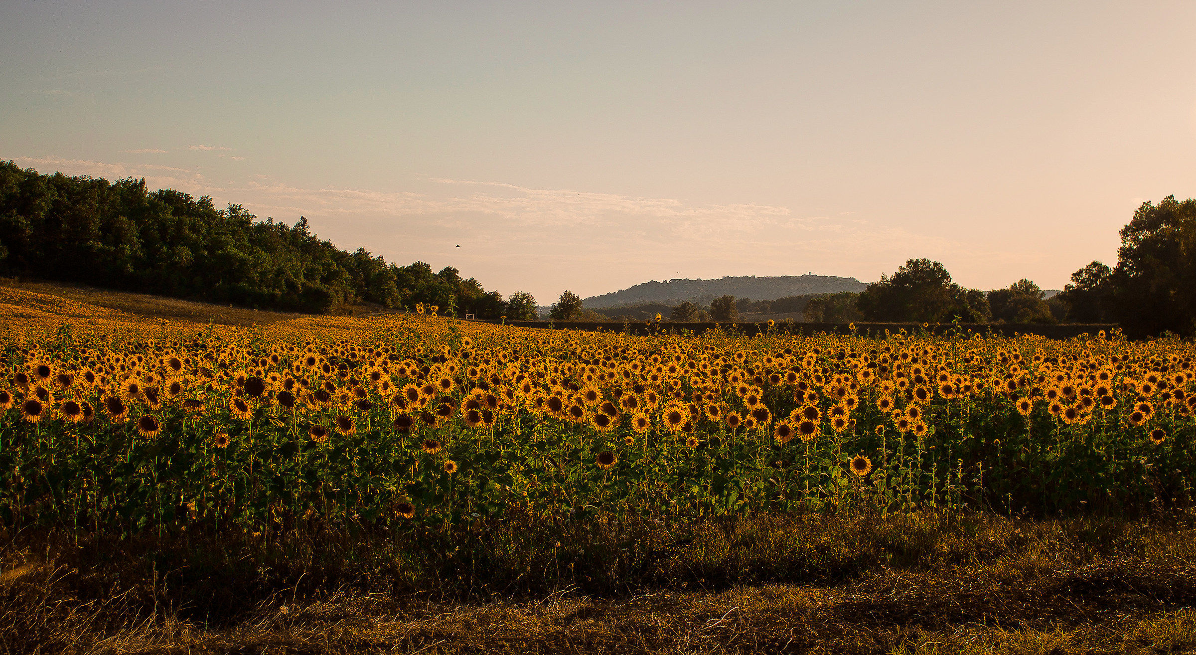 Sunflowers.