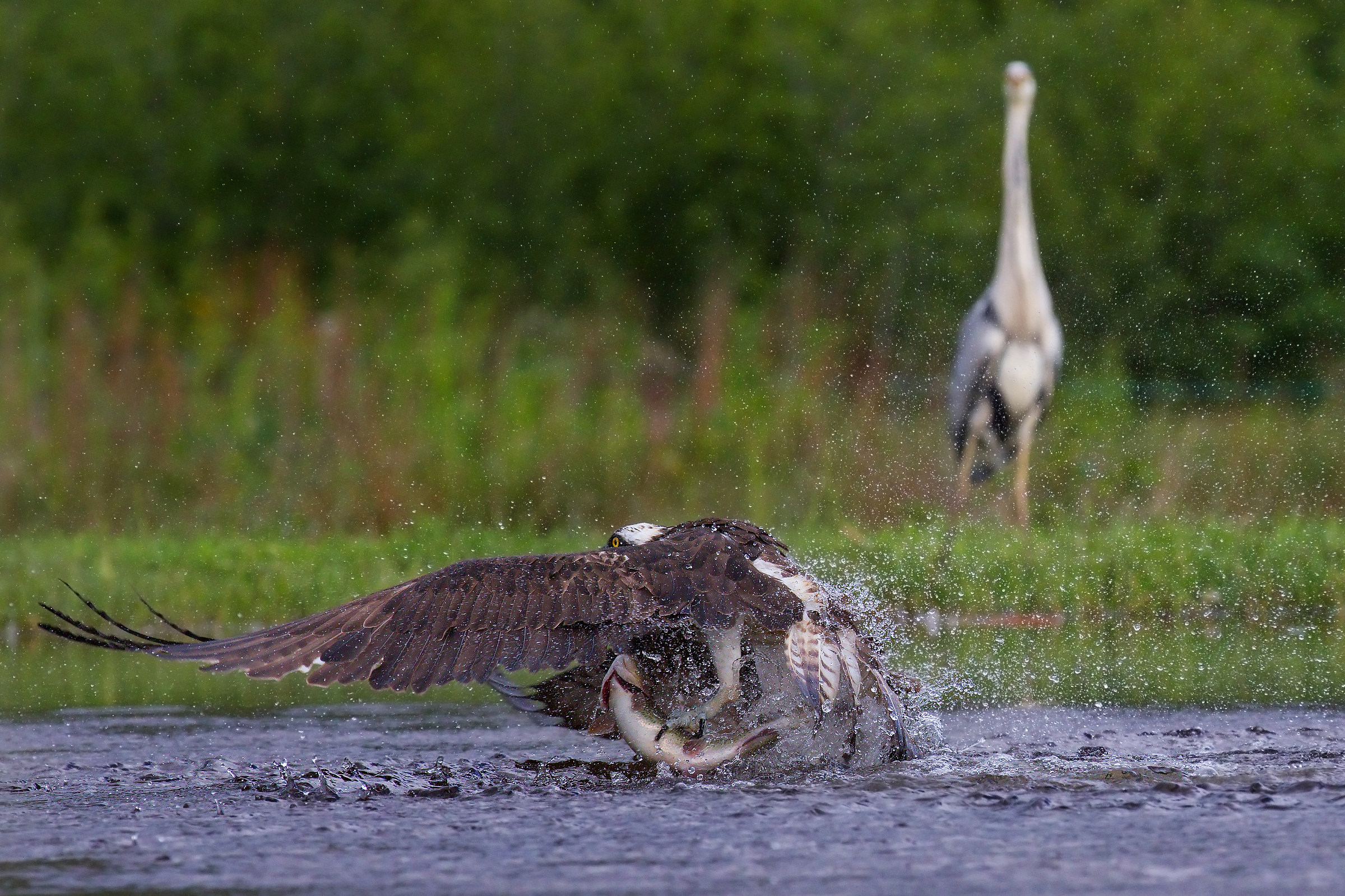 Dear heron, I'll teach you to fish!