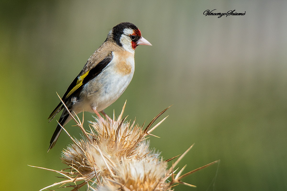 Cardellino (femmina)