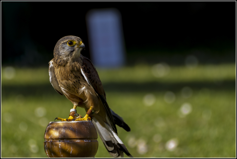 Falconers and castles