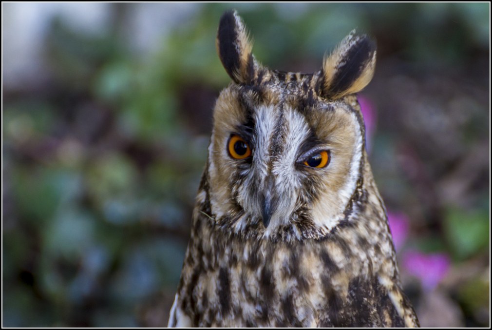 Falconers and castles