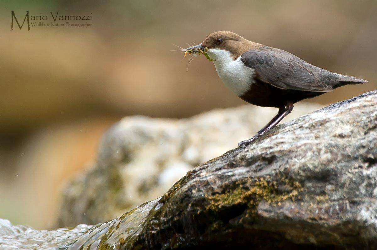 Dipper