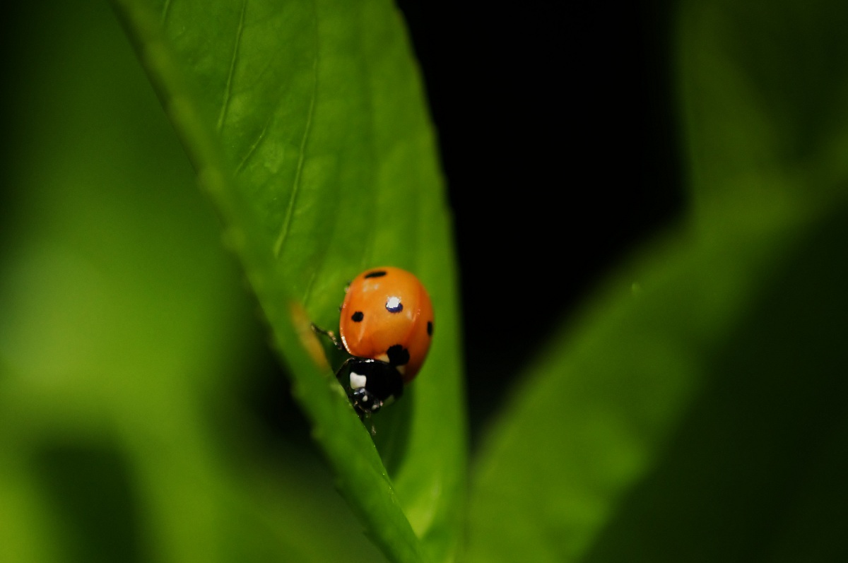 Ladybug