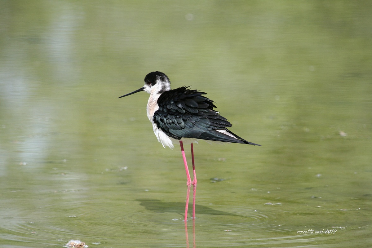 cavalire appena sveglio