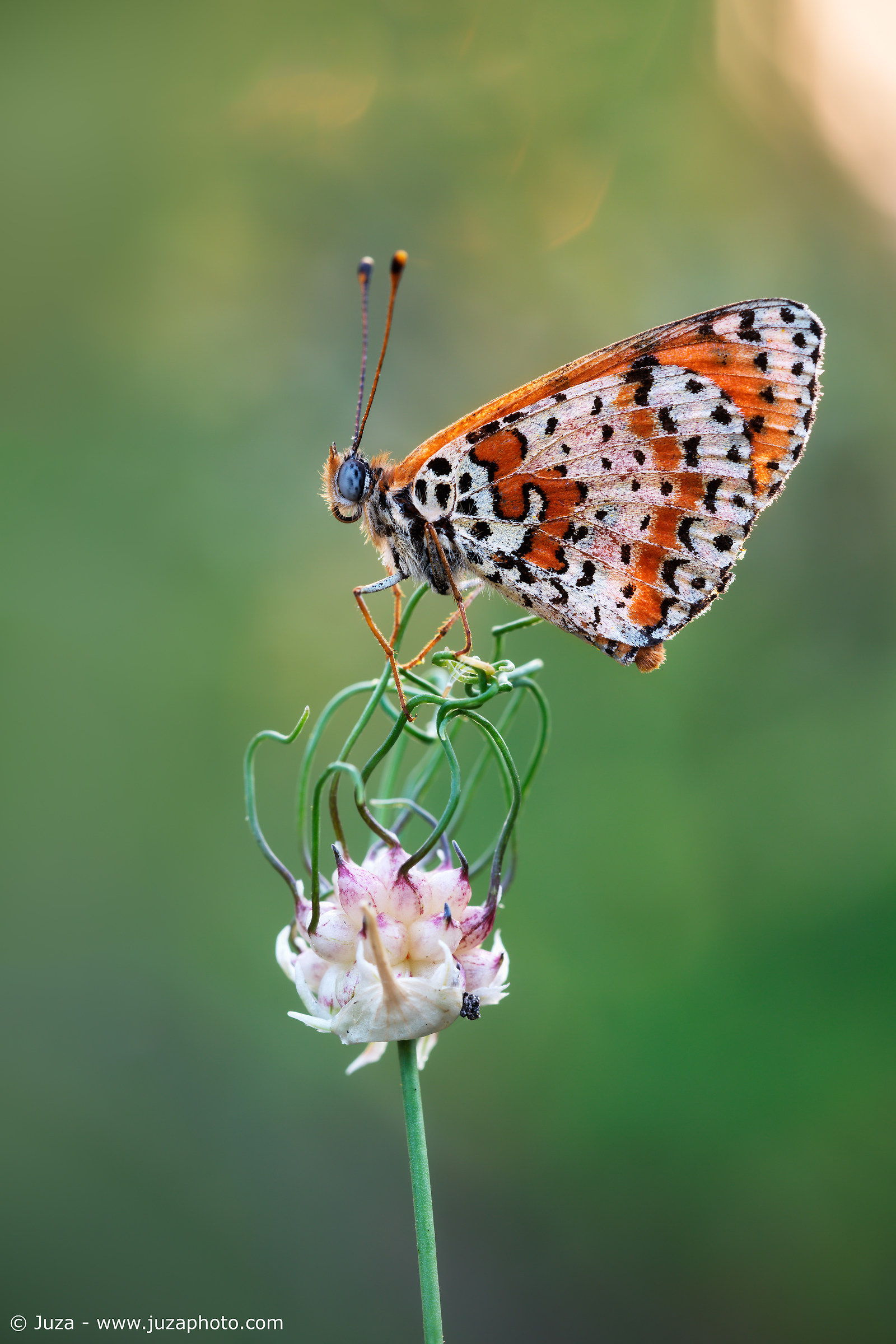 Melitaea didyma, vertical