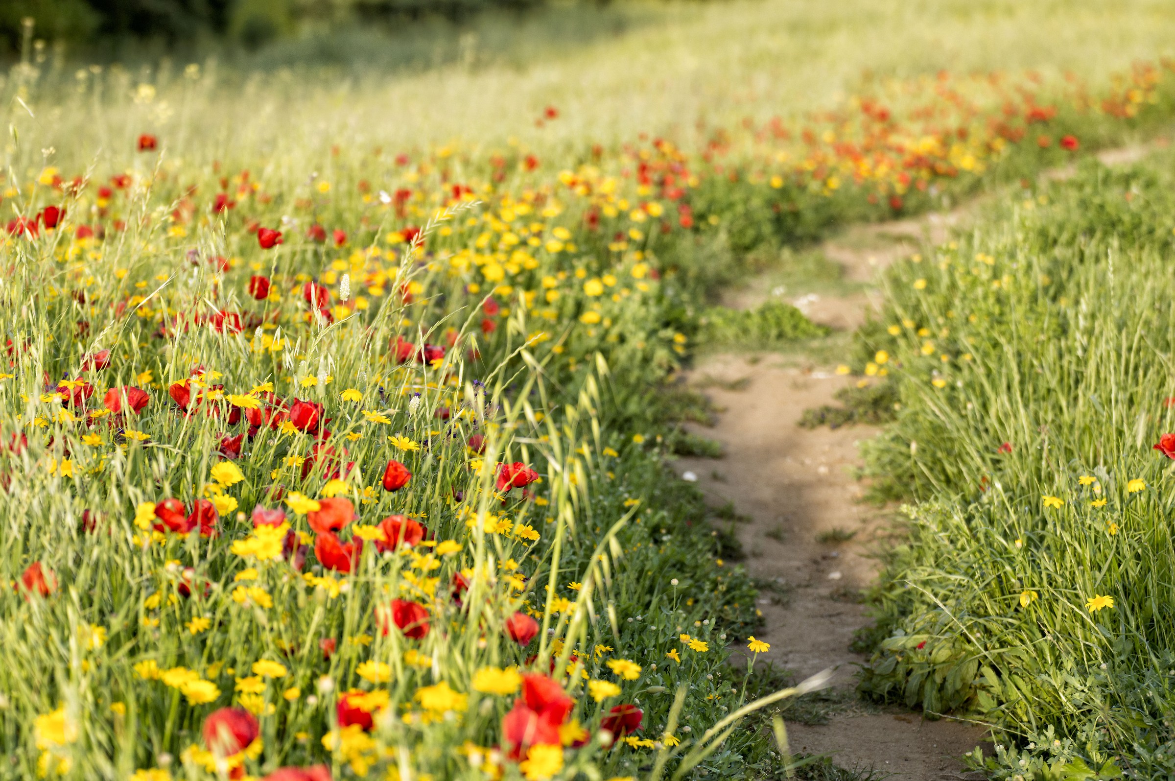 A trail of poppies