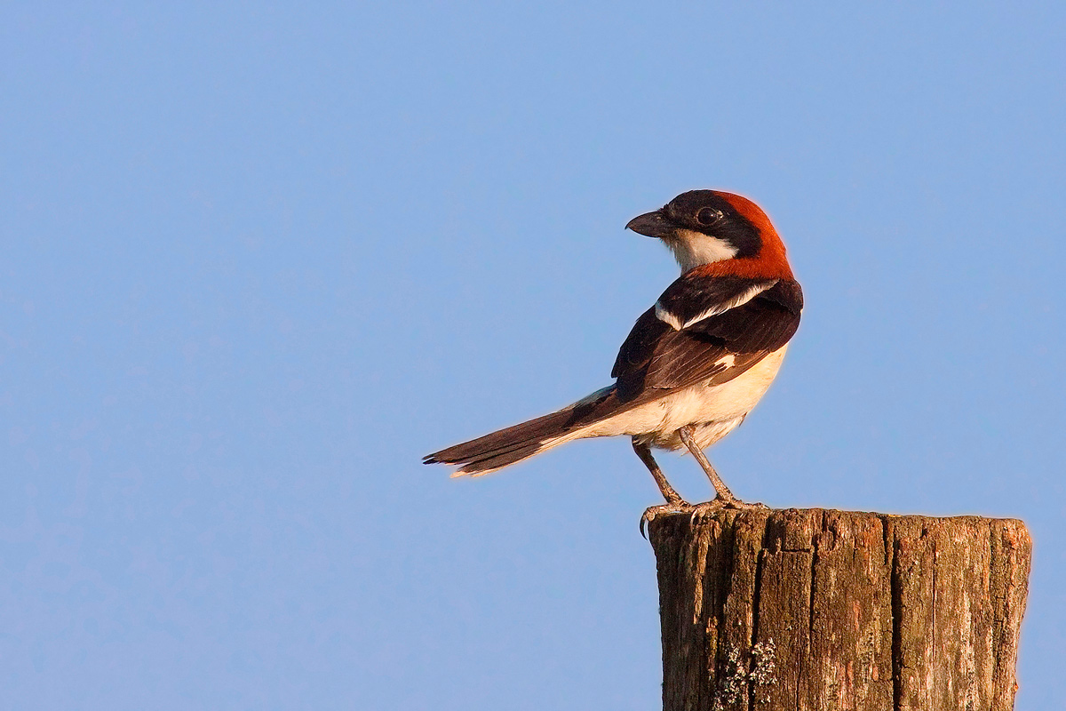Woodchat Shrike