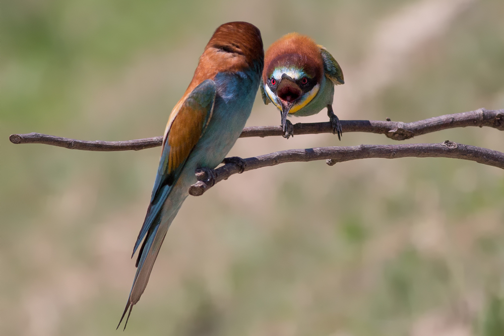 Battibecchi tra gruccioni