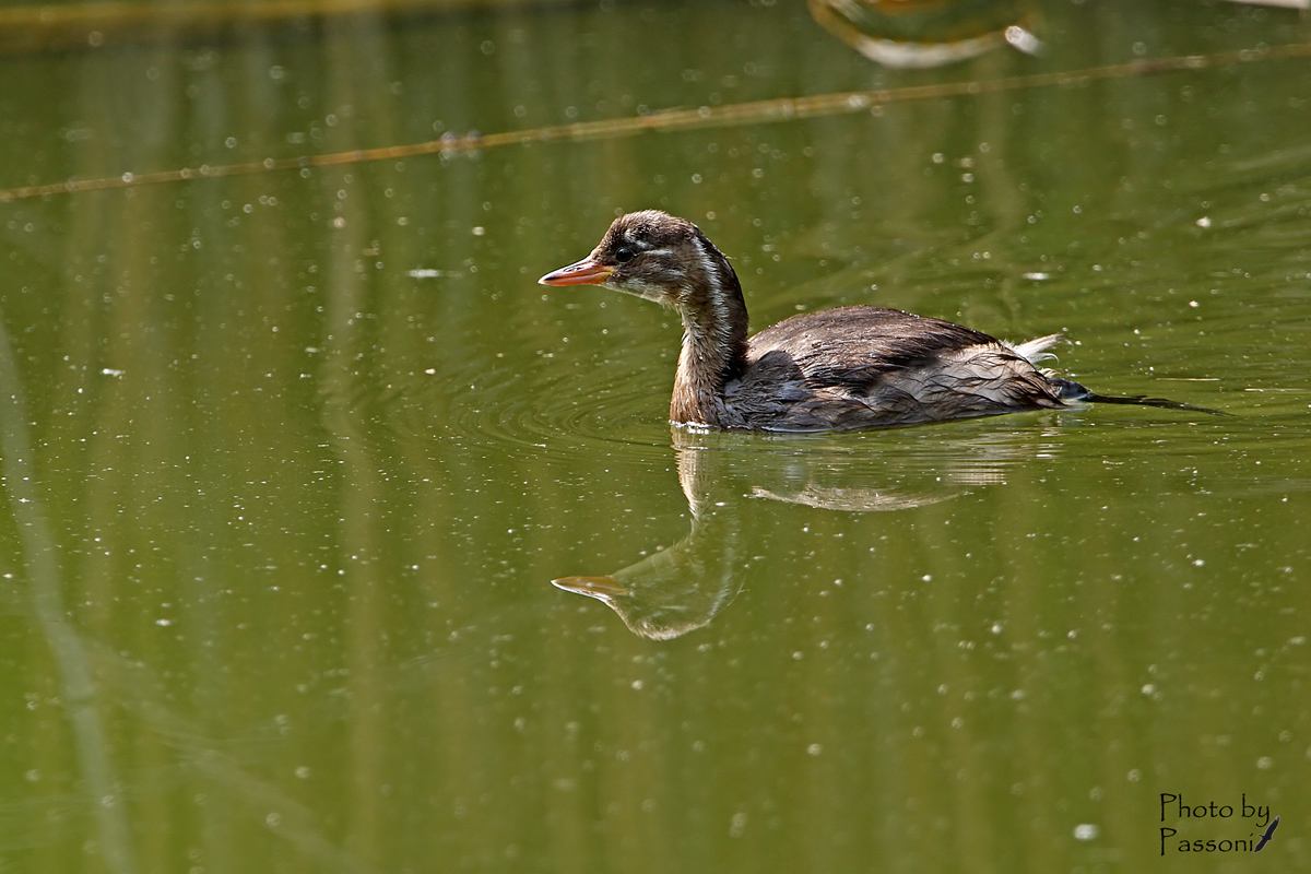 Piccolo di tuffetto!