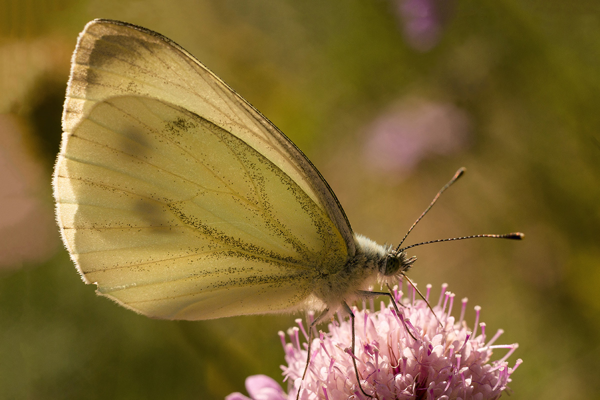 Pieris rapae