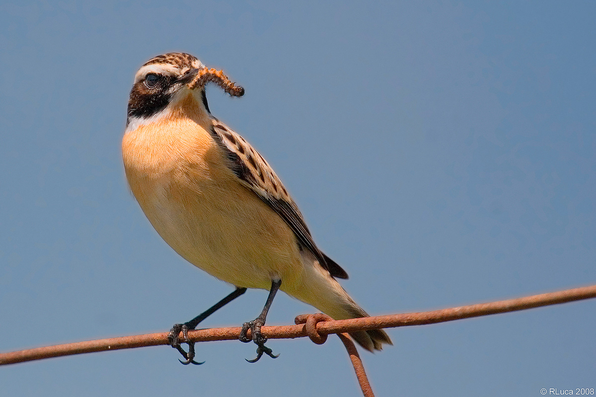 Whinchat