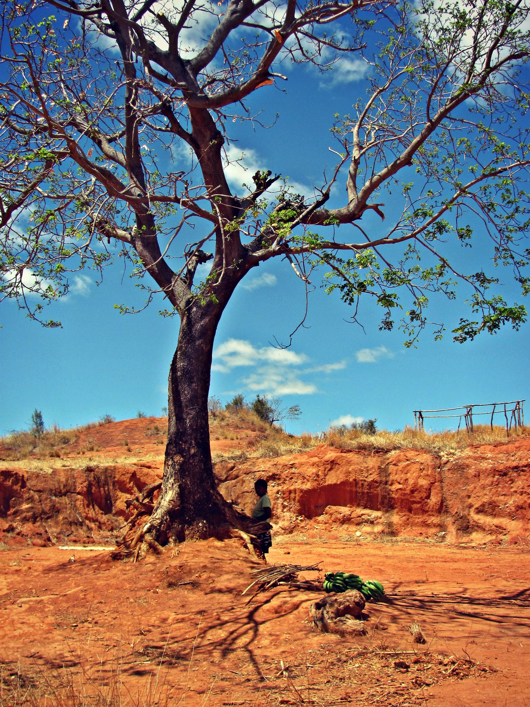 Girl under the tree, Madagascar