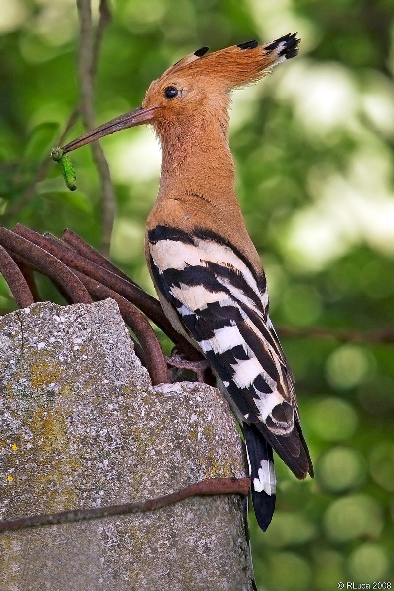 hoopoe