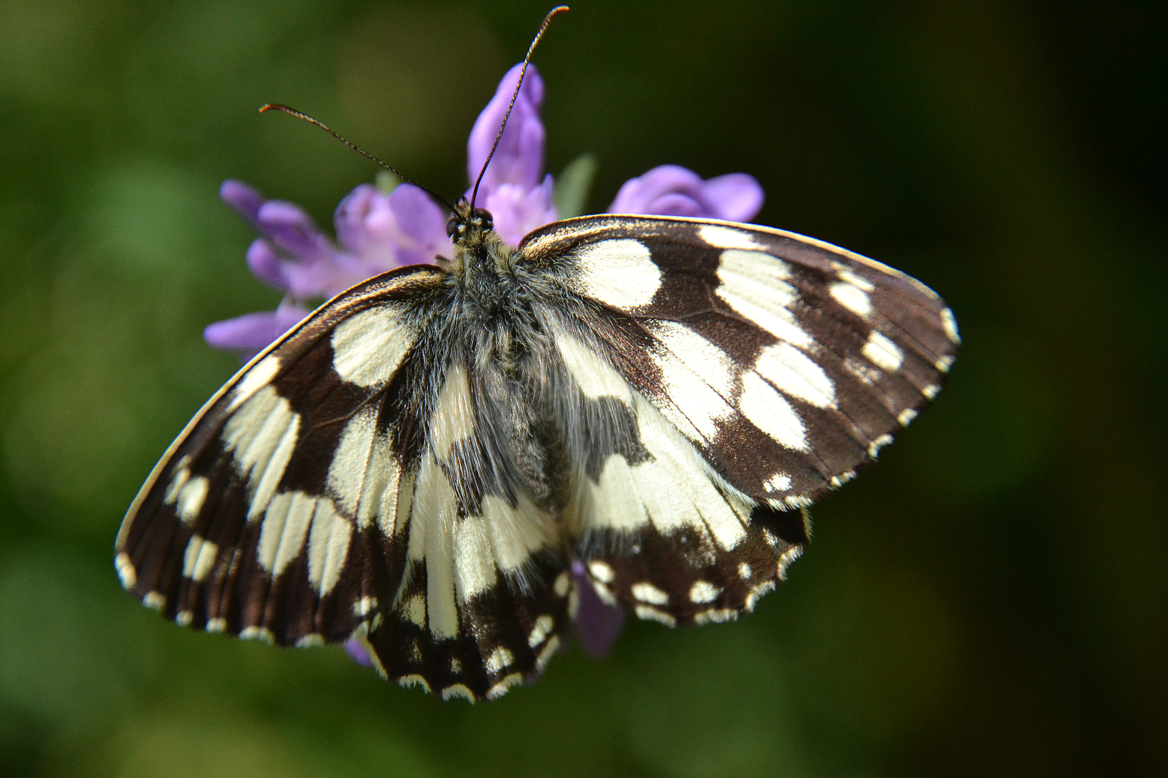 melanargia galathea