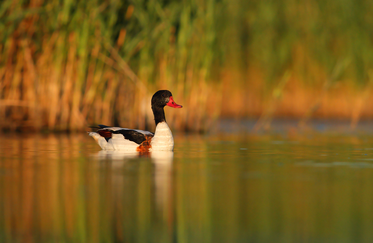 shelduck