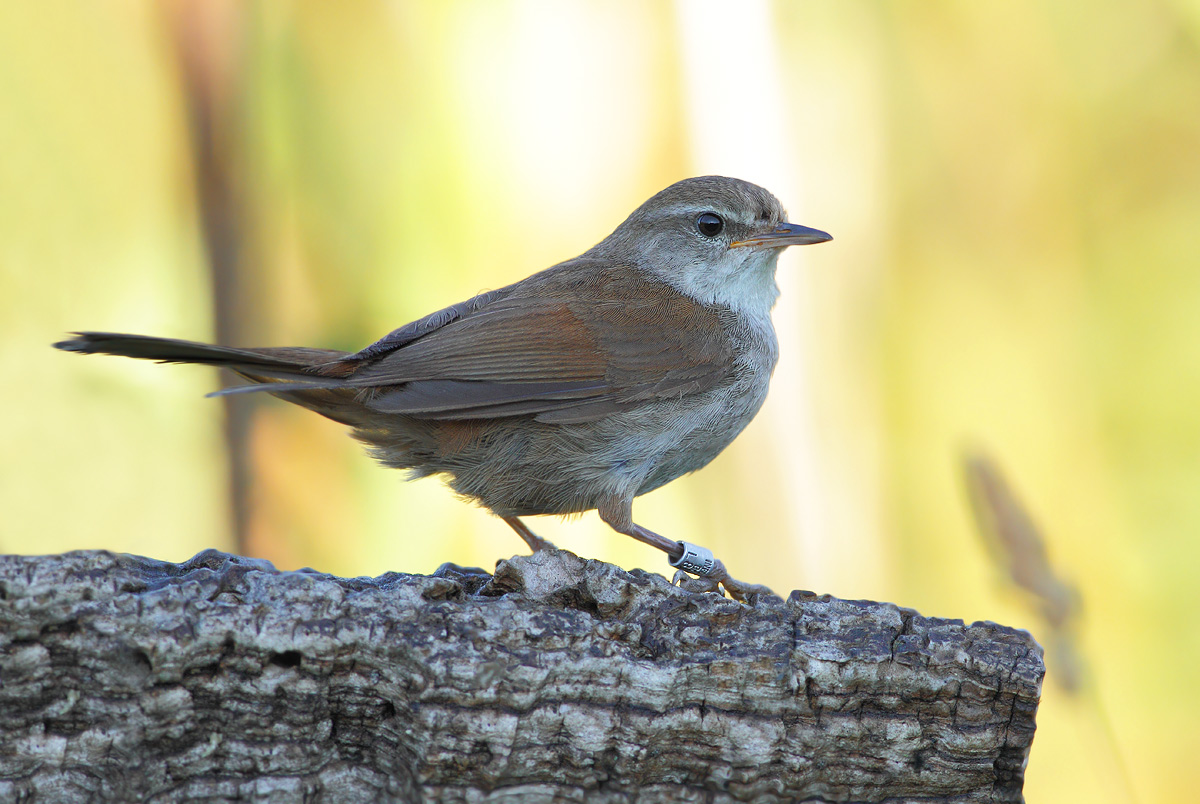 Cetti's Warbler