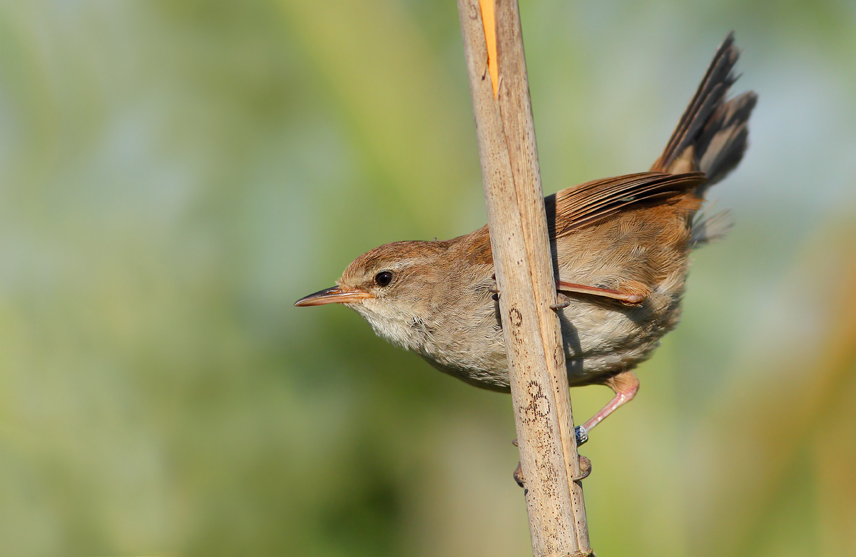 Cetti's Warbler