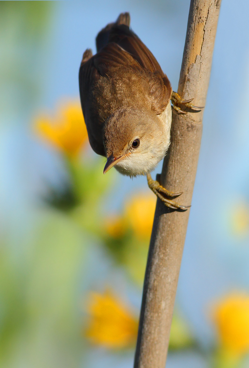 reed warbler
