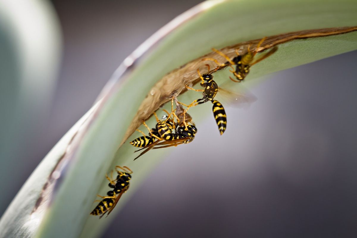 Wasps