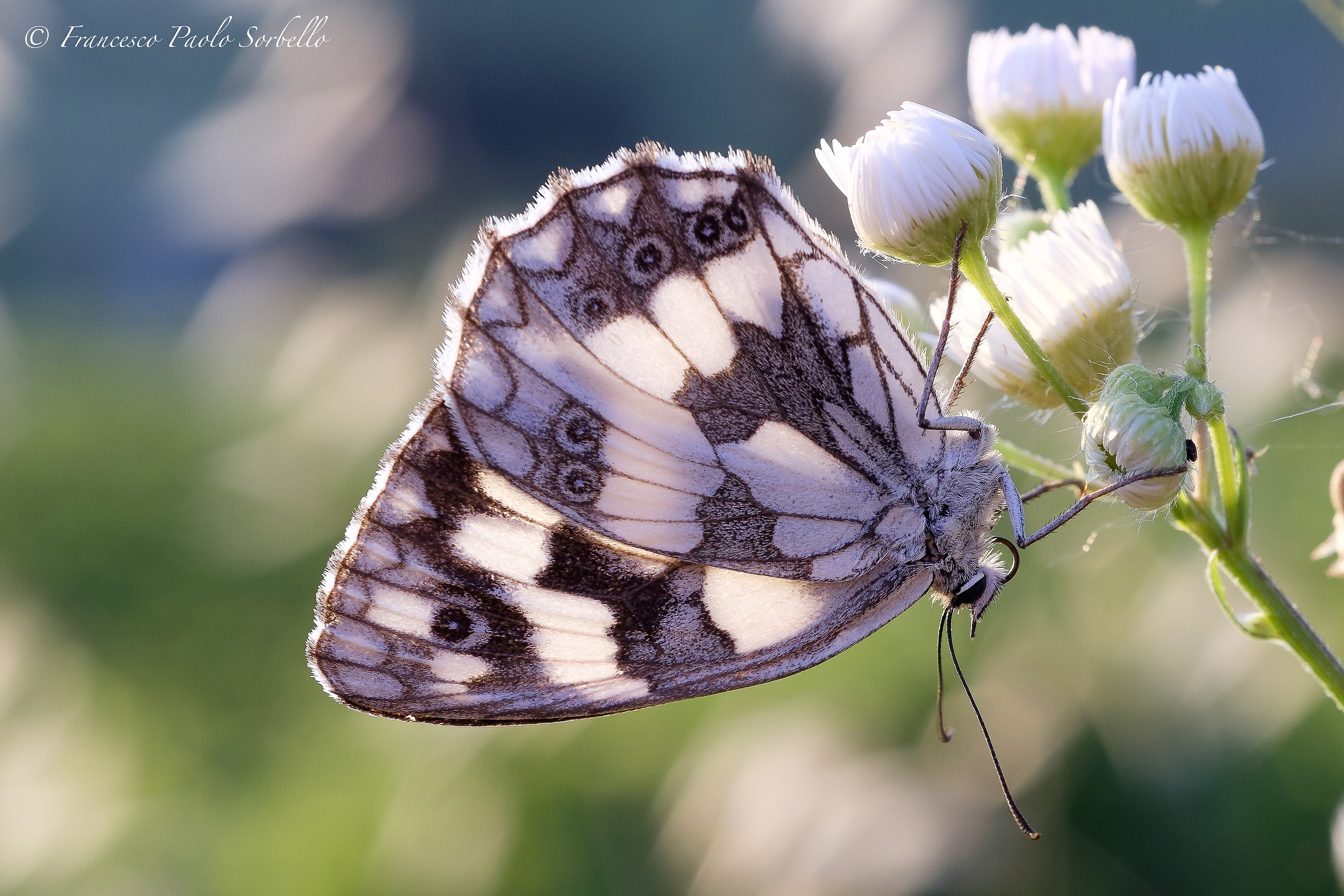 Butterfly backlit