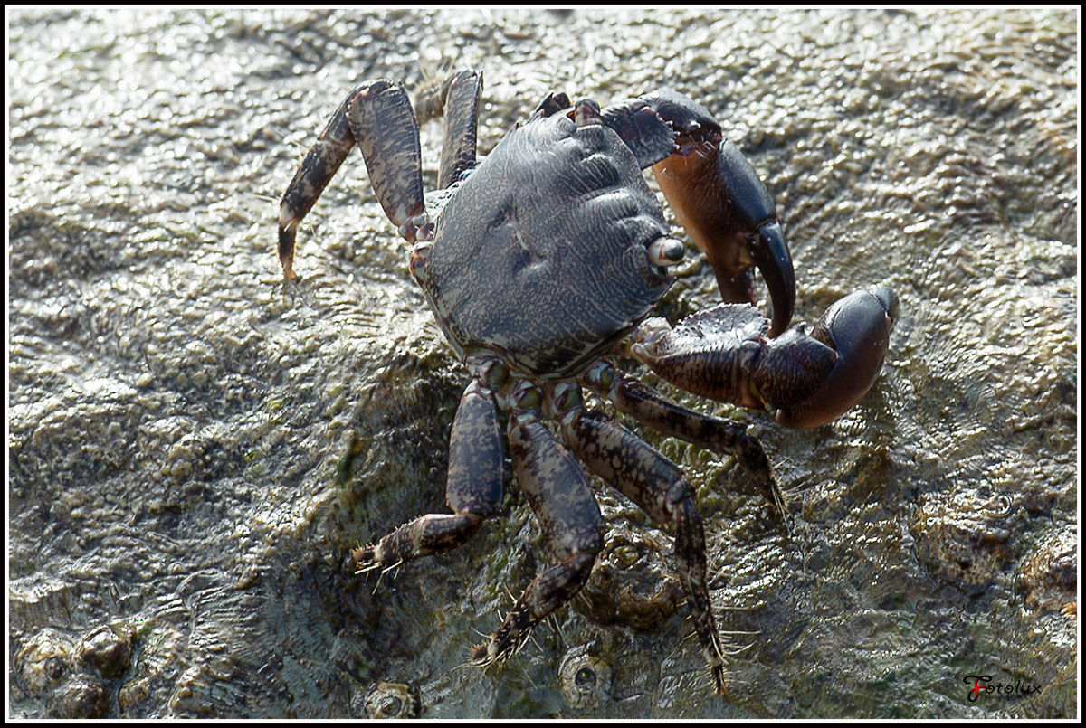 Granchio dell'Adriatico