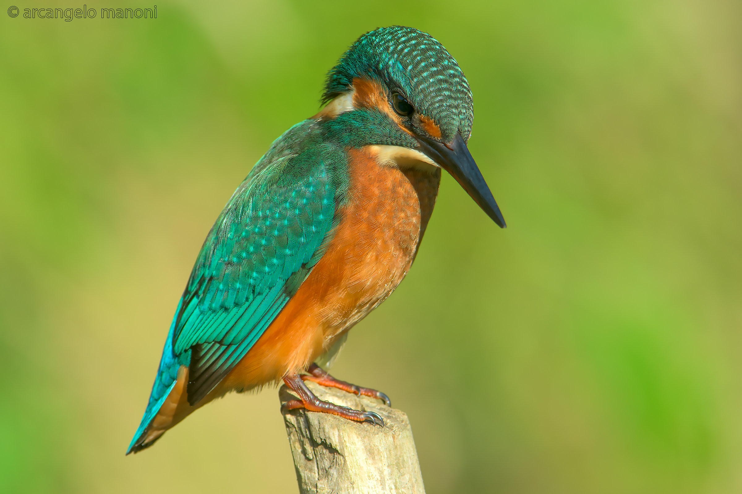 Con lo sguardo alla preda
