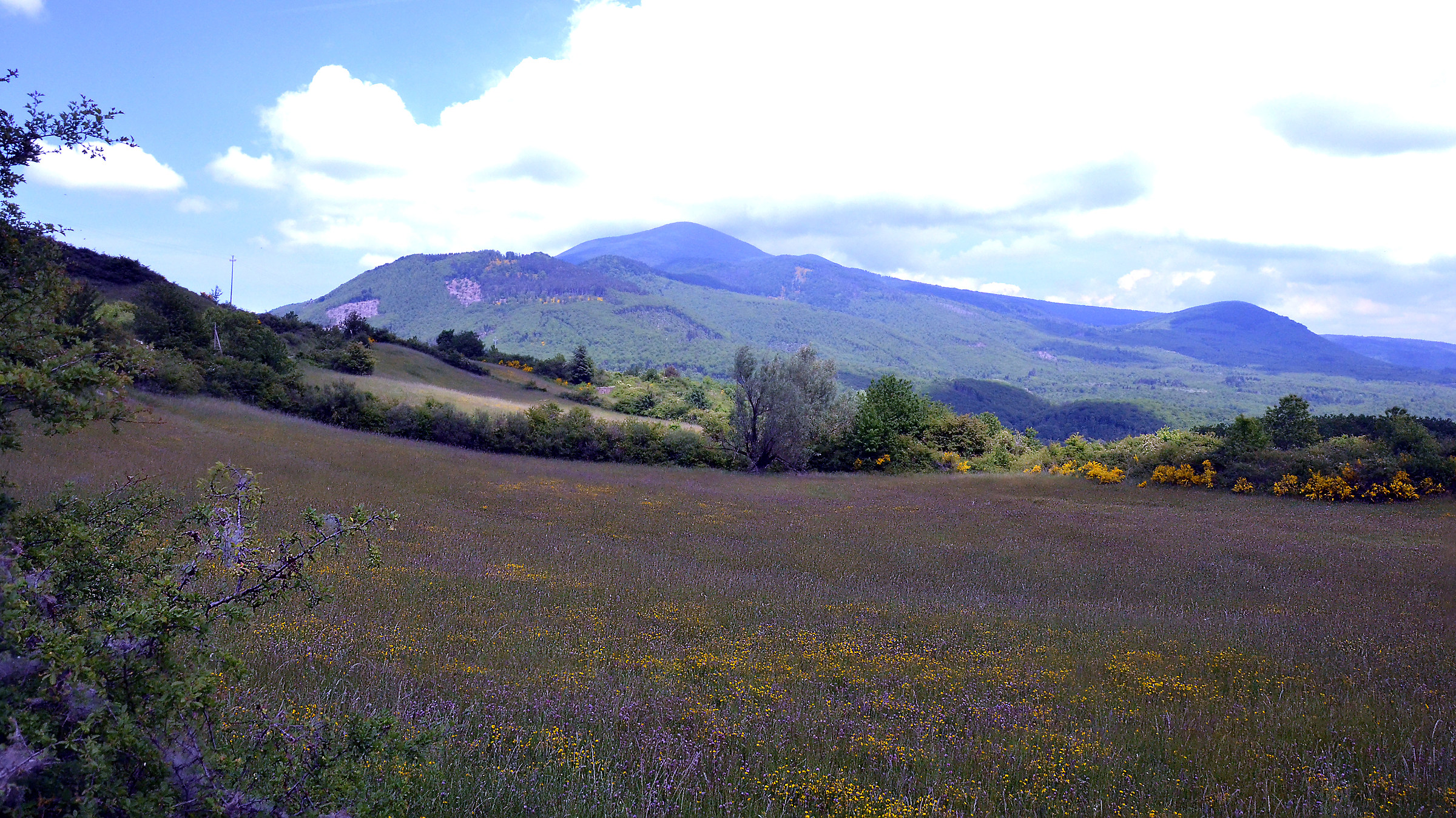 il prato delle farfalle queste foto scattate qui 06/015