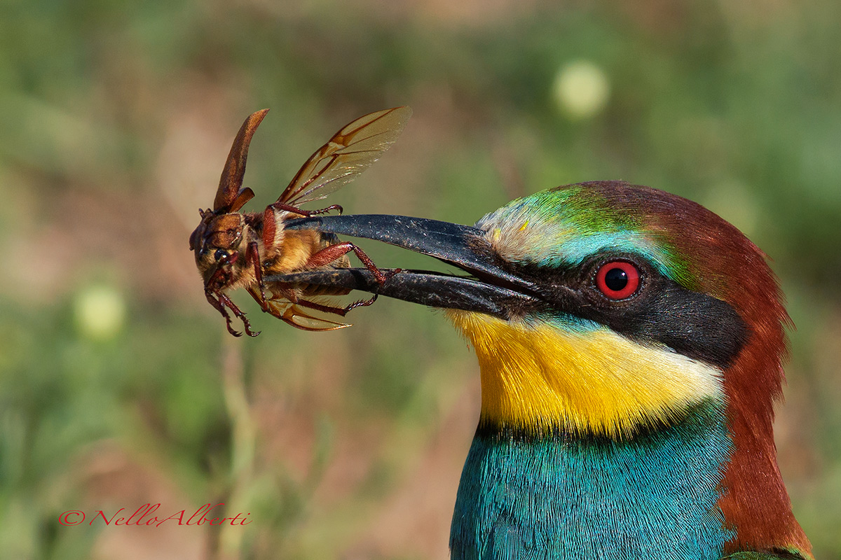 gruccione !!  con la d7200