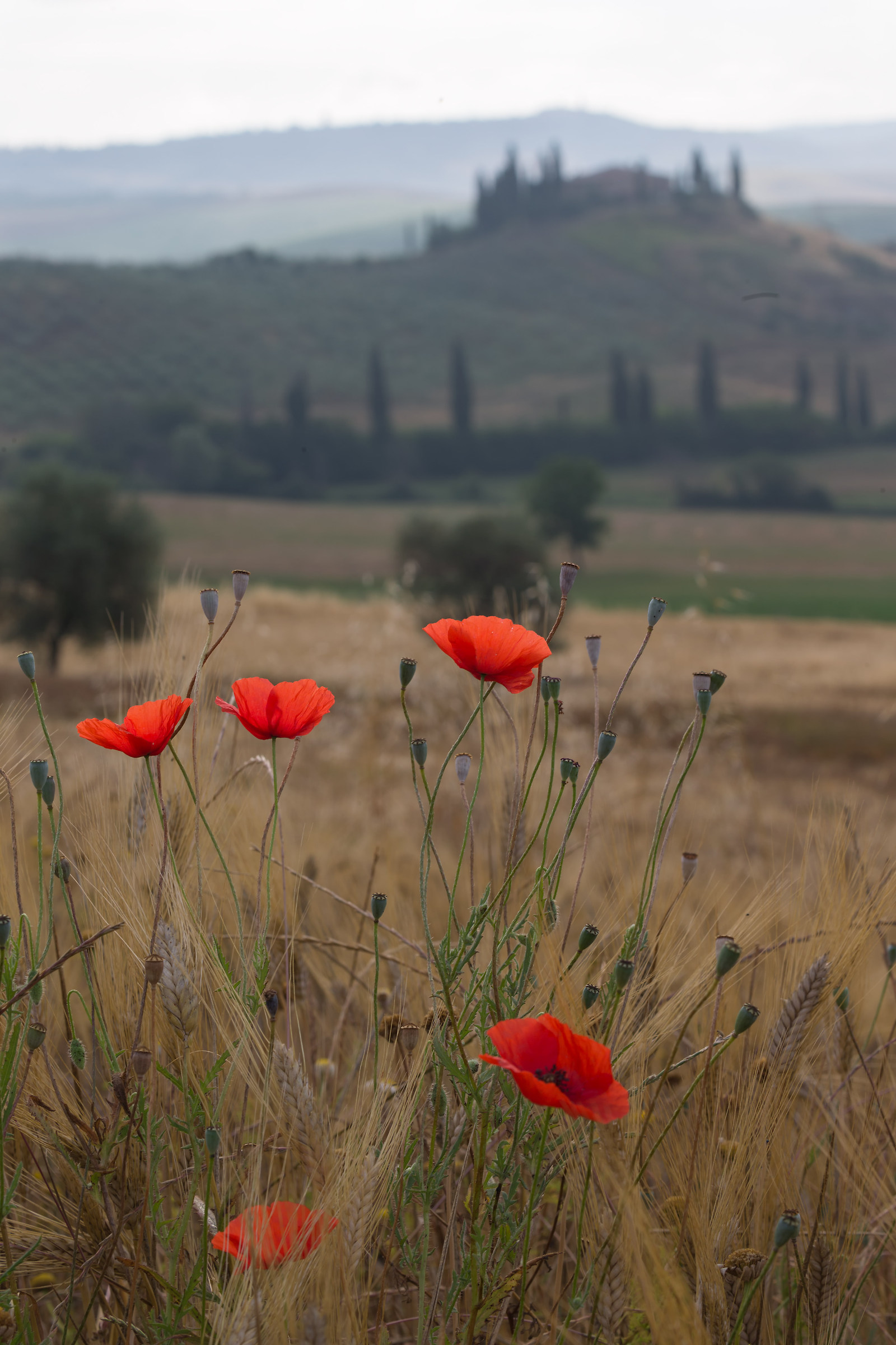 San Quirico d'Orcia 6
