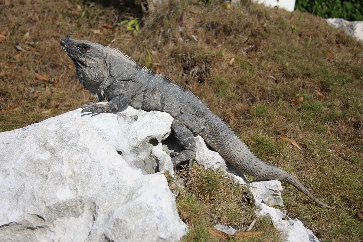 iguana