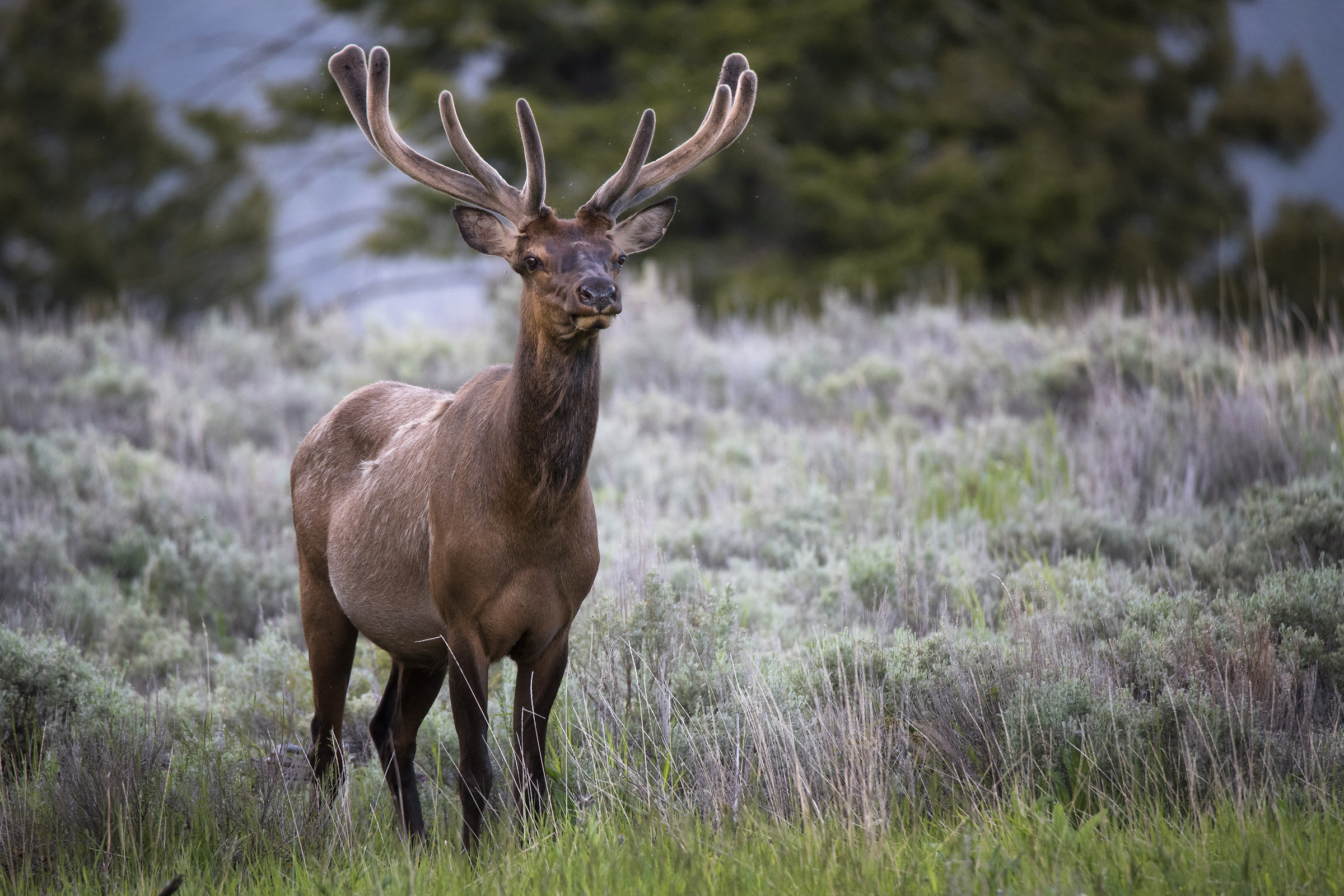 Elk