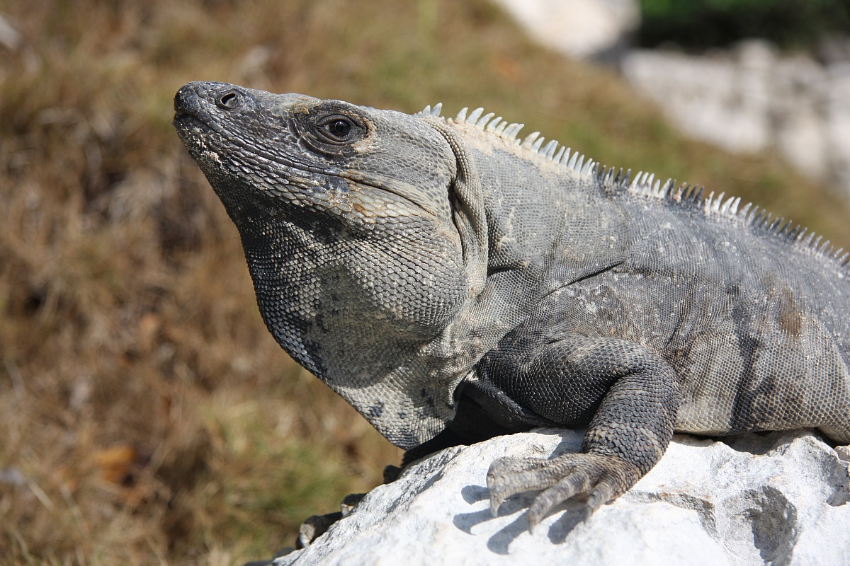 iguana
